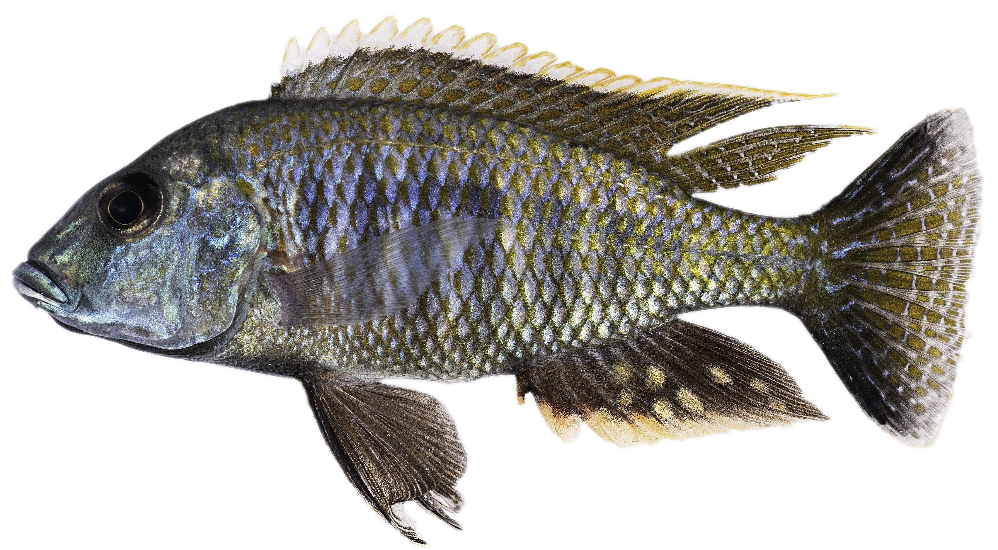 A fish species belonging to the system studied in Moritz Blumer's research project